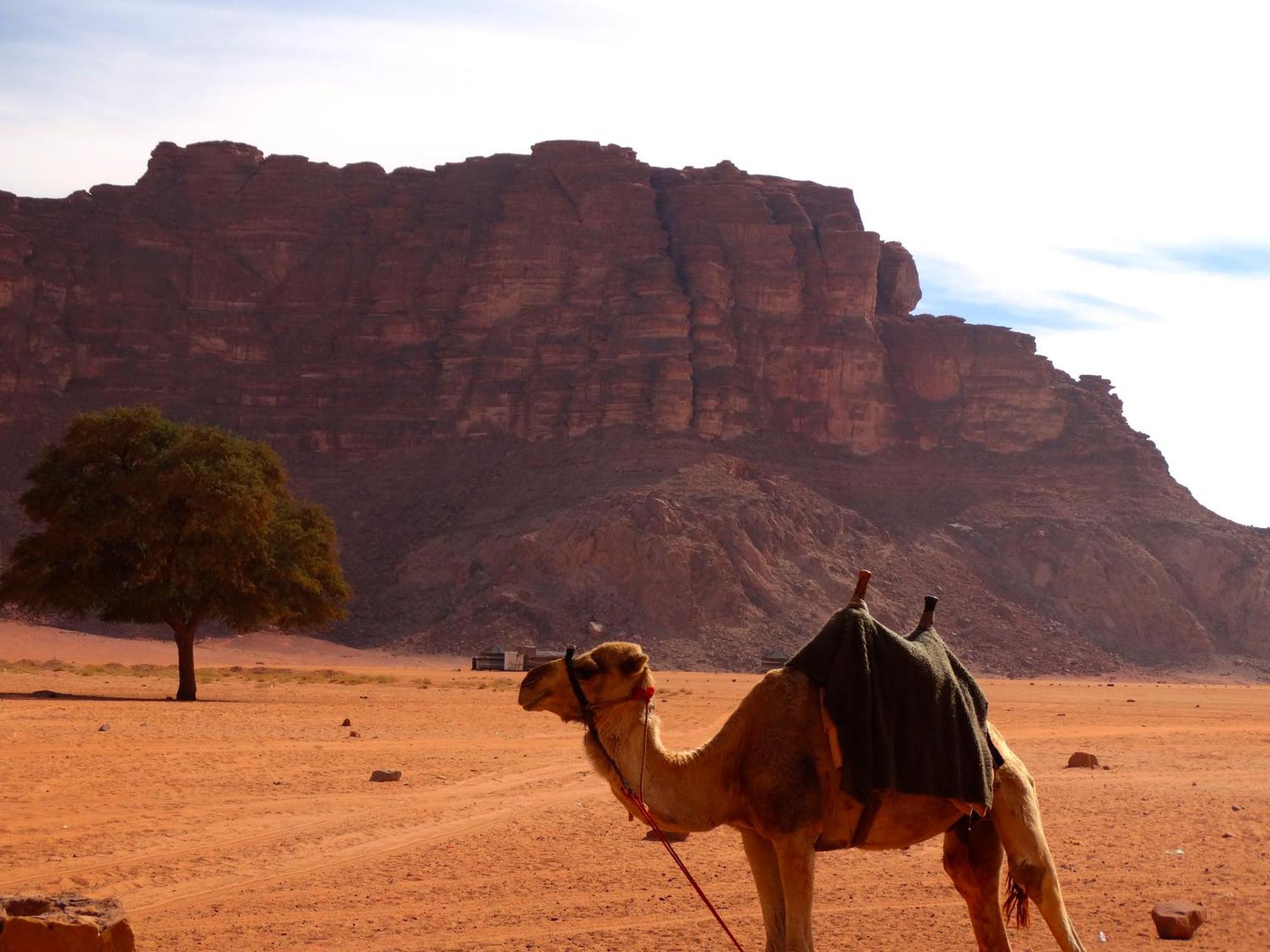 Wadi Rum View Camp Esterno foto
